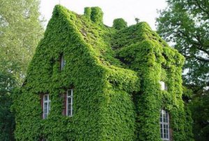 Вертикальное озеленение фасада. Может ли навредить дому?