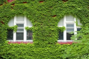 Вертикальное озеленение фасада. Может ли навредить дому?