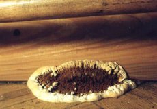 Как бороться с грибком на древесине?
