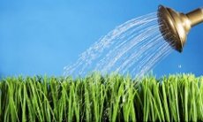 Как правильно поливать газон