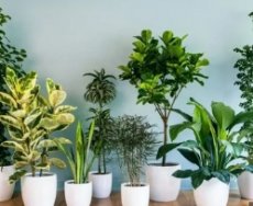 Четыре самых неприхотливых комнатных растения