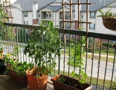 Огород на вашем балконе