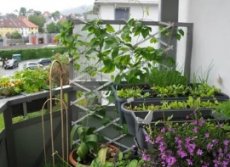 Огород на вашем балконе