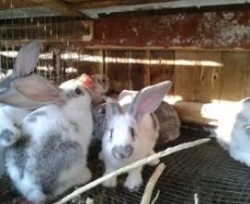 Советы по выращиванию кроликов